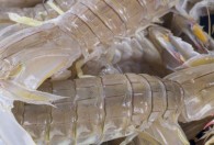 皮皮虾需要蒸多长时间 皮皮虾需要蒸多久