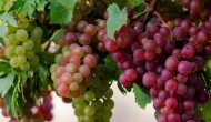 葡萄的生长环境和条件，葡萄喜欢什么肥料