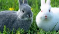 养兔需要具备什么条件，养兔国家有补贴吗