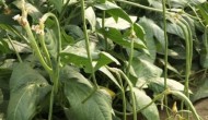长豆角亩产量一般多少斤，附种植方法