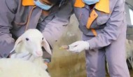 羊每年必打的五种疫苗，打针打什么部位