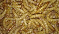 蛋白虫养殖风险，蛋白虫是黄粉虫吗