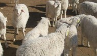 羊吃羊毛偏方，是什么原因导致的