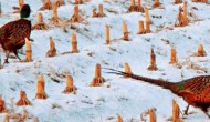 冬天野鸡的生活规律有哪些，野鸡可以人工养殖吗