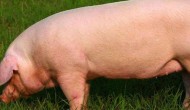 猪光吃不长是什么原因，猪吃的米糠是什么做的