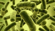 光合菌在水产养殖中的作用和使用时间，光合菌与芽孢杆菌可以一起用吗