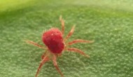 柑橘红蜘蛛用什么药，附危害症状