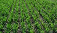 小麦在土里拱不出来咋办，出芽一般需要几天