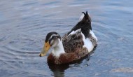 鸭子经常用嘴啄擦身体为的是，鸭子多大可以下水