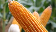 滑玉168玉米种简介，适合哪里种植，产量如何