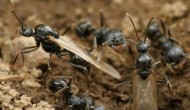 蚂蚁是怎么繁殖的，蚂蚁属于昆虫吗