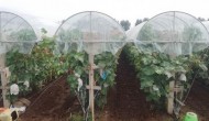 葡萄避雨棚怎样搭建，葡萄避雨棚用什么膜