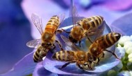 意蜂多少度关王越冬，意蜂和中蜂的区别